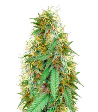 Medical 49 CBD+ fem (Vision Seeds) семена конопли