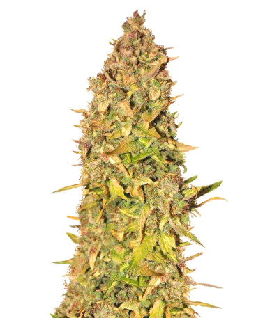 Northern Express Auto fem семена конопли