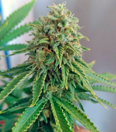 Skunk #1 fem (Sensi Seeds) семена конопли