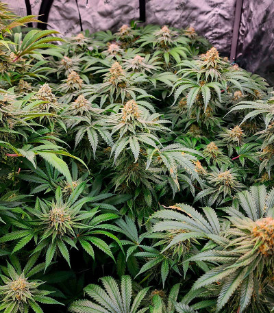 Shawty R1 fem (Ethos Genetics) семена конопли