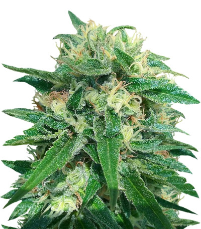 Sterling Haze (Super Silver Haze) reg (Nirvana Seeds) семена конопли