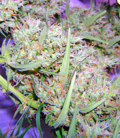 Сорт каннабиса The Ultimate