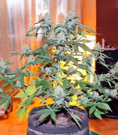 Vertigo Auto fem (Paradise Seeds) семена конопли