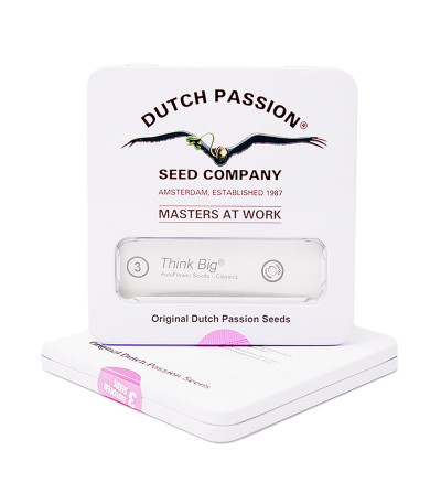 Think Big auto fem семена конопли