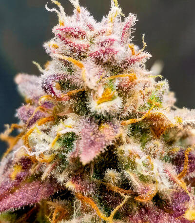 Also Know 47 Autoflower fem (Seedkeepers) семена конопли