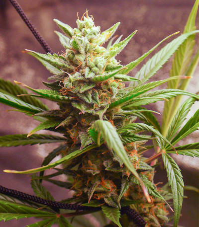 Auto Skywalker Haze fem (Dutch Passion) семена конопли