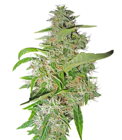 Big Bud fem (Sensi Seeds) семена конопли