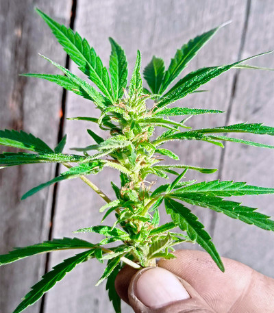 Deepforest Super Auto fem (Doctor’s Choice) семена конопли