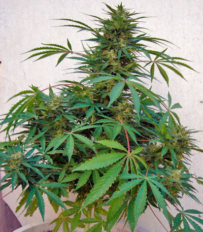 Far Out fem семена конопли