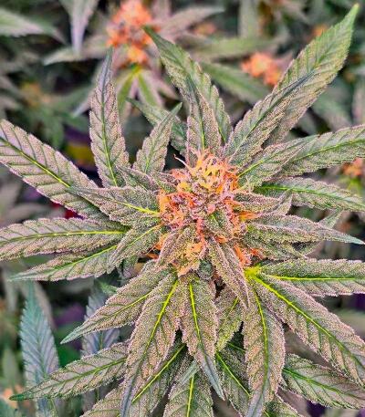 Garlic Cookies fem семена конопли