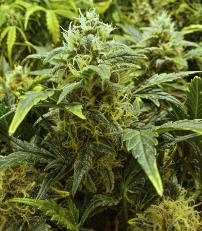 Grapefruit auto fem (FastBuds) семена конопли