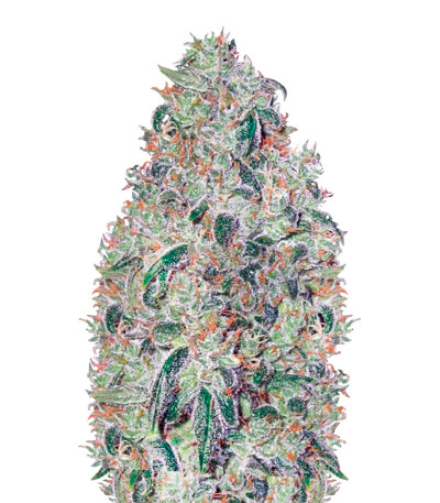 Green Wild Shark fem (Victory Seeds) семена конопли