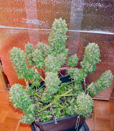 Mexican Airlines Auto fem семена конопли