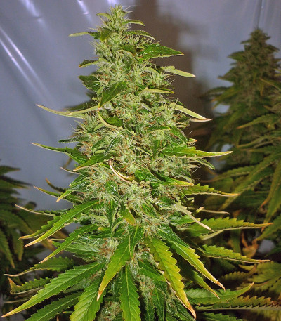 Original White Widow (IBL) fem семена конопли