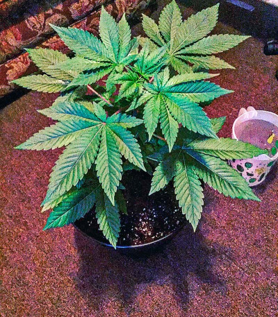 Papaya reg семена конопли