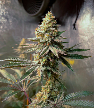 Poddy Mouth fem (Humboldt Seed Company) семена конопли