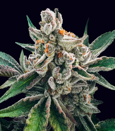 Polar Gelato Auto fem (Silent Seeds) семена конопли