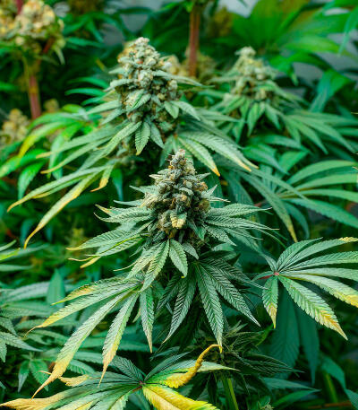 RudeBoi OG F1 fem (Seedkeepers) семена конопли