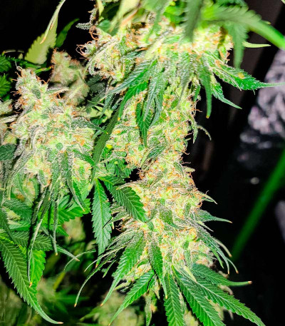 San Bacio Burger fem (Advanced Seeds) семена конопли
