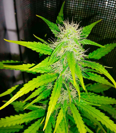 Семена конопли сорта Snow Star Auto