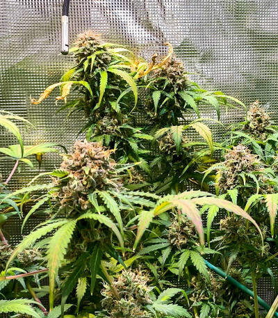 Gorilla Glue #4 Fast Version fem (Easy Grow Seeds) семена конопли