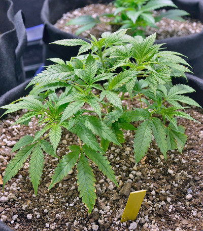 Сорт конопли Red Dragon 