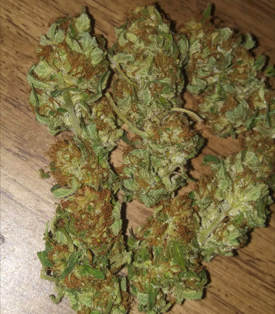 Bruce Banner #3 Fast fem (Original Sensible Seeds) семена конопли