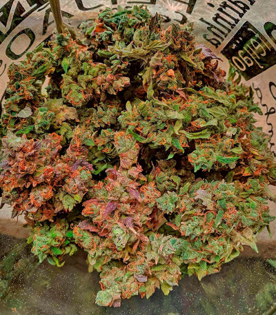 CBD Apple Betty Auto fem (Herbies Seeds) семена конопли