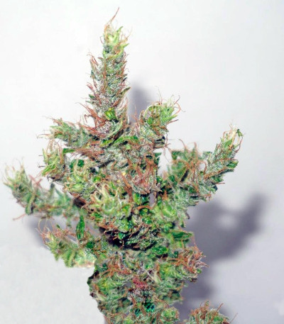 CBD Compassion fem (Dutch Passion) семена каннабиса