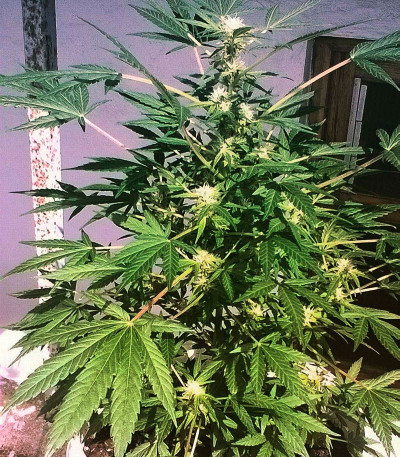 Critical Chronic fem (Sumo Seeds) семена конопли