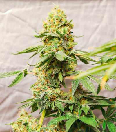 Gelato #33 fem (Advanced Seeds) семена конопли