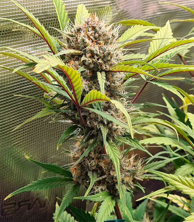 Godzilla Cookies Auto fem (Herbies Seeds) семена конопли