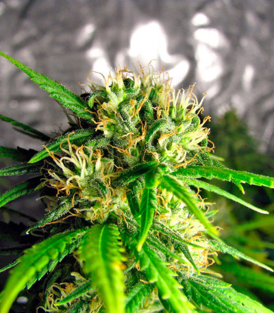 La Reina de Africa (Kaboom) fem семена конопли