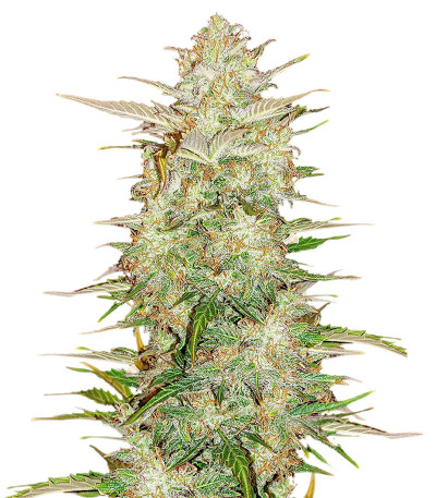 Original Auto Chemdawg fem (FastBuds) семена конопли