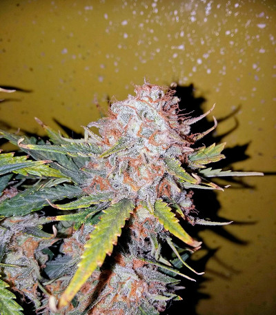 Royal Dwarf auto fem (Royal Queen Seeds) семена конопли