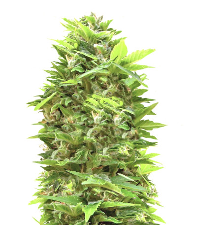 Shot Adrenaline Auto fem (Samsara Seeds) семена конопли