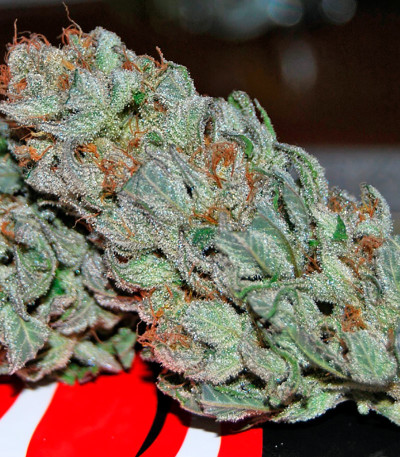 Smile Max Auto fem семена конопли