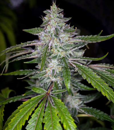 Sugar Bomb Punch fem (Dutch Passion) семена конопли