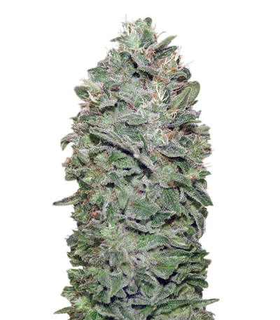 Sweet Soma fem (00 Seeds) семена конопли