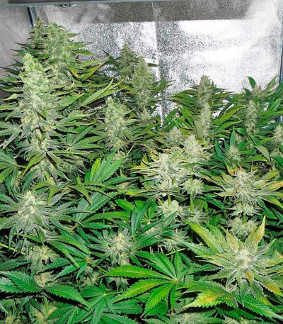 White Russian fem (Serious Seeds) семена конопли