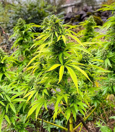 Ice Cream Cake fem (Barney's Farm) семена конопли