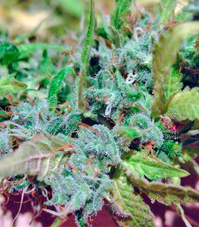 AK 47 reg (Serious Seeds) семена конопли