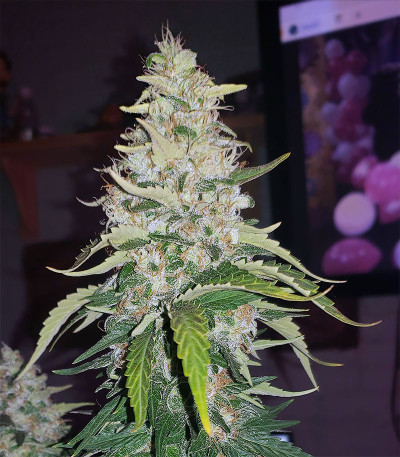 Acapulco Gold fem (Barney's Farm) семена конопли