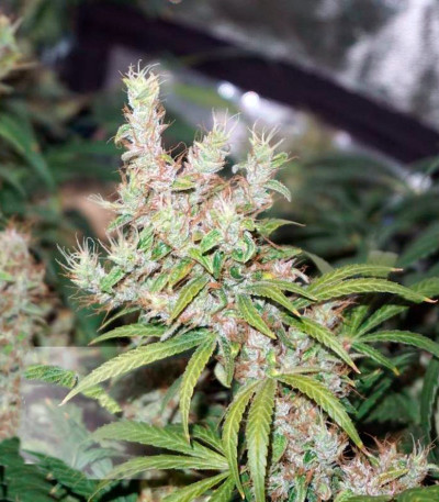 CBD Compassion fem (Dutch Passion) семена каннабиса