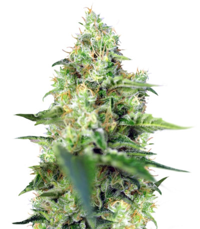 Crystal Candy fem (Sweet Seeds) семена конопли