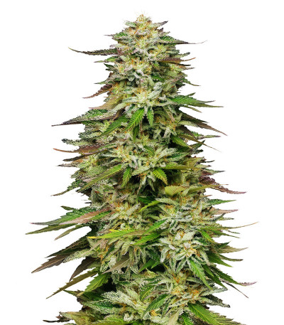 Golden Sands fem (Humboldt Seed Company) семена конопли