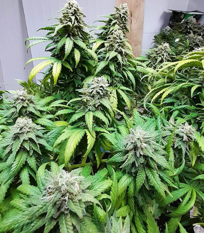 Moscow Blueberry (Kalashnikov Seeds) семена конопли