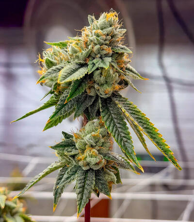 Sour Diesel x OG Kush fem (Seedkeepers) семена конопли