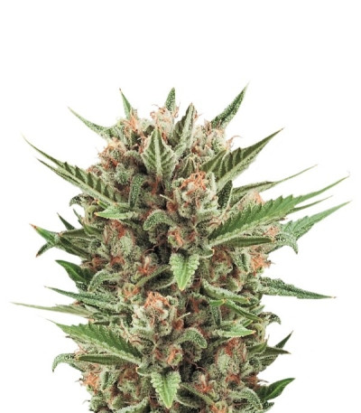 Sweet Skunk Automatic fem (Royal Queen Seeds) семена конопли