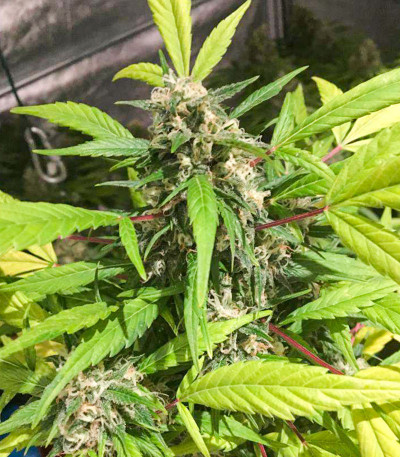 Baikal Express (Kalashnikov Seeds) семена конопли